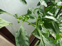 パプリカの葉 が丸まってしまいました 何が不足しているのでしょうか 肥料 Yahoo 知恵袋