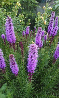 紫色の花の名前をおしえて下さい 背丈40cmくらいで細長い花穂をつけていま Yahoo 知恵袋