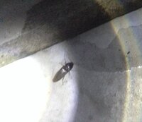 以下の虫はなんという虫ですか ミヤマカミキリ虫ぽいかなーと思って Yahoo 知恵袋