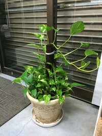 ポトスの成長がいまいち伸びません 最近 植え替えをしました 土は観葉植 Yahoo 知恵袋