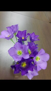 この花の名前は何ですか リンドウ科のトルコキキョウだと思い Yahoo 知恵袋