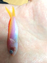 ロイヤルグラマは意外と臆病なのでしょうか 混泳相手にスプリンガーダムセルにクラ Yahoo 知恵袋