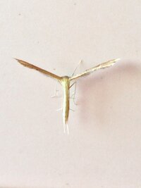 虫が良い の語源に自説あり この 虫が良い という言葉には続き Yahoo 知恵袋