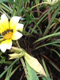 ペチュニアの切り戻しについて 花をたくさんつけるためには花が咲く前に切り Yahoo 知恵袋