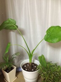 観葉植物 クワズイモの葉ダニ対策について教えて下さい クワズイモの葉 Yahoo 知恵袋