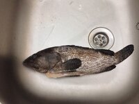 フランス語で魚の どじょう はフランス語で何というのですか 日本語表記とフラン Yahoo 知恵袋