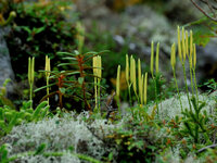 これは苔の花でしょうか 苔の名前を教えてください 撮影場所 北海道然別湖周 Yahoo 知恵袋