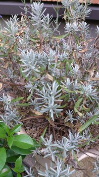 種類はわからないんですが このラベンダーって枯れ始めですか それ Yahoo 知恵袋