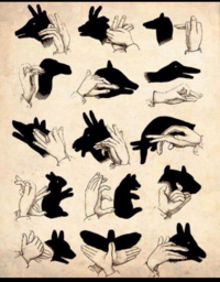 この影絵の動物なんでしょうね わかる範囲で教えてください 鹿 Yahoo 知恵袋