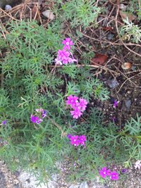道端に咲いたこの可愛い紫の花の名前を教えてください 宿根バーベナのバー Yahoo 知恵袋