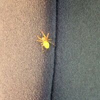 黄色い蜘蛛に毒はありますか ベランダに薄い黄色の蜘蛛がいました 大きさはは Yahoo 知恵袋