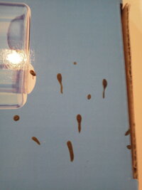 家でゴキブリがおしり から茶色い液体を出しながら歩いていて Yahoo 知恵袋