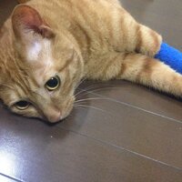 猫がリボンを飲み込んでしまったようです 便と一緒に出るまでの時間はどの Yahoo 知恵袋