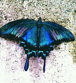 この蝶はなんていう蝶ですか あまりに鮮やかな青だったので東京では Yahoo 知恵袋