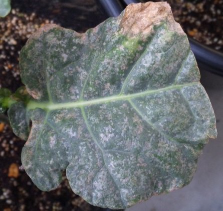家庭菜園ですがこれは病気でしょうか？ - 写真のような症状が虫除 