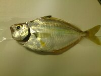 今日釣りをしました アジはわかるのですがこの画像の魚は何と言う魚ですか 釣 Yahoo 知恵袋