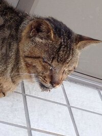 歯のない猫我が家に 歯のない元野良猫 １０歳 がいます ドライフー Yahoo 知恵袋