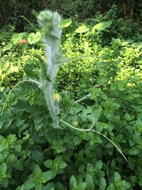 植物の葉についている白い毛は何というのですか 植物の葉や芝生などの葉に白 Yahoo 知恵袋