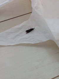 黒い蜂の種類 画像有り 家に入ってきた蜂の様な虫なのですが 種類 Yahoo 知恵袋