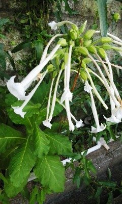 白いラッパのような細長い花です 花の長さは7cmくらいあると思います 名前 Yahoo 知恵袋