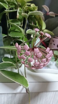 この植物は何ですか とても気持ち悪いです Yahoo 知恵袋