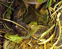 家で飼っているカエルを見るとなんか変なカエルがいました下の写真の中央のもの Yahoo 知恵袋