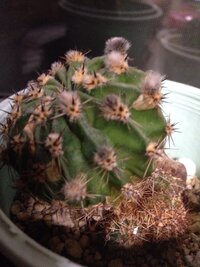 小さなサボテンから毛のかたまりみたいな物が出ています 昨年も出ました 花が Yahoo 知恵袋