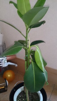 ゴムの木の葉が元気がない 葉がハリがないがなくフニャフニャな Yahoo 知恵袋