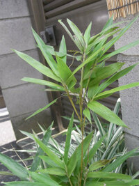 この竹のようなものは何という名前でしょうか 稚児笹のようなものが生えている Yahoo 知恵袋