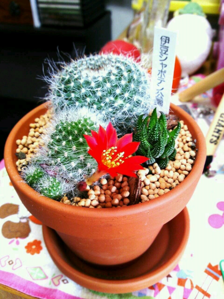 手前の赤い花が咲いているサボテンの名前がわかりません 分かる Yahoo 知恵袋