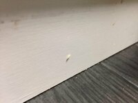 室内に白くて１ミリほどの小さい虫がたくさん飛んでいます タンポポの Yahoo 知恵袋