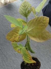 枝豆の葉が枯れてきている原因は 枝豆 ビアフレンド を庭の菜園 Yahoo 知恵袋