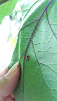 ナスの葉裏にうみつけられていましたが きれいに２段に配列 Yahoo 知恵袋
