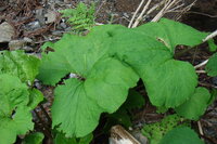 フキに似た植物の名前を教えてください ７月中旬に京都 高雄の山中 Yahoo 知恵袋