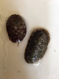 千葉県館山市の沖ノ島で採れた貝ですが何貝か 食べられるのか 分かる方がいま Yahoo 知恵袋