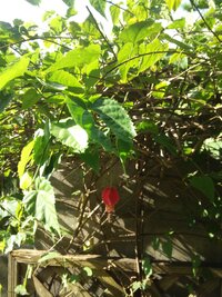 この植物はなんですか 昔 ほおずきと間違えていました ほおずきの仲間ですか Yahoo 知恵袋