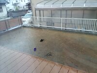 新築の庭なんですけど 水はけが悪くて水溜りになってしまってます 今回の大雨 Yahoo 知恵袋