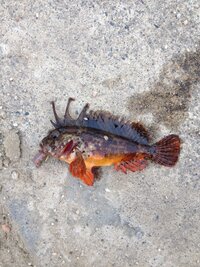 愛知県の日間賀島で先日このような魚を釣りましたが 名前がわかりま Yahoo 知恵袋