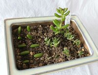 ｾﾀﾞﾑを育てるのにｵｽｽﾒの土の配合を教えて下さい ﾎｰﾑｾﾝ Yahoo 知恵袋