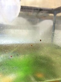 我が家の熱帯魚の水槽の淵に 写真のような小さい茶色い虫がいま Yahoo 知恵袋