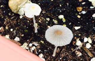 プランター きのこ プランターにきのこ かび が生えてしまいました