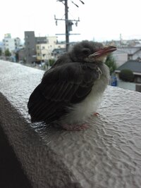 何のひな鳥でしょうか ベランダにいました ムクドリかヒヨドリのいずれ Yahoo 知恵袋