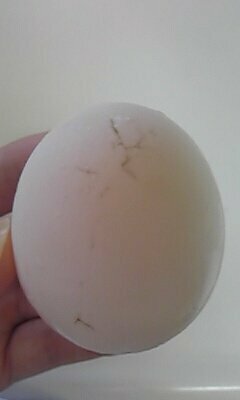 スーパーで買った卵にひびが入っていました １ このヒビの色が少し Yahoo 知恵袋