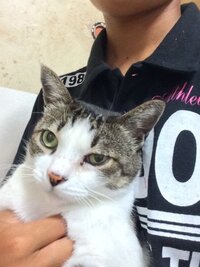 猫さんが天井をぶち破って忍者のように登場 決意に満ちたお顔で縦横無尽に移動なさる 妖怪天井下がりですね Togetter