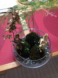 苔玉からはえている植物が枯れてきてしまいました…(/_;)購入し