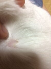 猫のかさぶたって剥がした方がいいのでしょうか 先日 我が家の猫が外でケン Yahoo 知恵袋
