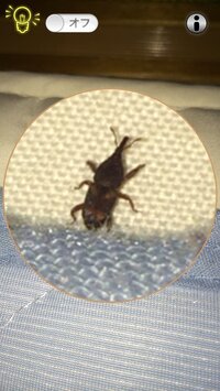 昨日寝室でカブトムシみたいな小さな虫を見つけました 探すと6匹く Yahoo 知恵袋