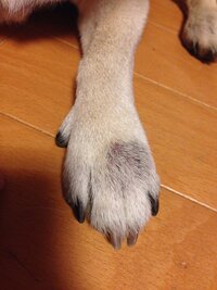 犬の足が腫れています 水が溜まっている ですが触っても痛がりません 見 Yahoo 知恵袋