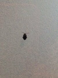 家の天井にこの虫が大量発生しているんですが 何の虫ですか 家の別 Yahoo 知恵袋