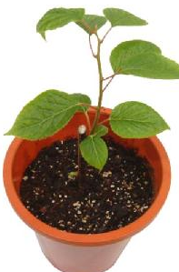 この またたびの苗木 は いつ植え替えたら いいですか Yahoo 知恵袋